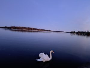 Schwan am Ruppiner See 2025-03-06